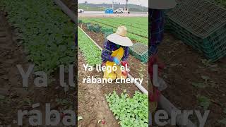 rábano  cherry  agricultura [upl. by Jenesia]