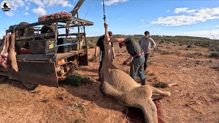 Australia trato con camello invasor  Cómo procesar rápidamente la carne camello en el acto [upl. by Htebarual883]