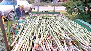 Making Sorghum Molasses From Field to the Jar [upl. by Rosamond]