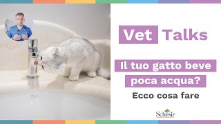 Il tuo gatto beve poca acqua Ecco cosa fare [upl. by Januisz]