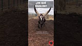 ¿Sabes que raza es este toro campo ganado rancho toro zootecnia [upl. by Ttenyl]