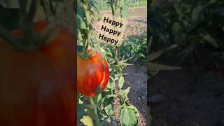 Tomaten im GartenHappy tomato 🍅🍅 tomatenernte tomaten shorts comic nasentomate garden lustig [upl. by Lu607]