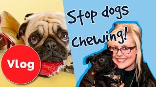 How to Stop Dogs Chewing and Biting [upl. by Harland]