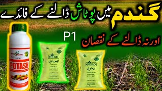 Benefits of potash fertilization to wheat crop  Gandom ko potash na dalne k nuqsaan [upl. by Victoria509]