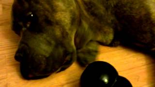 Cane Corso Rampage  Chewing on Kong [upl. by Eked]