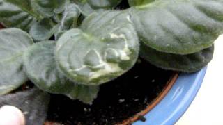 WATERING AFRICAN VIOLETS common mistakes and  HOW TO GET A SHOWY DISPLAY OF FLOWERS [upl. by Desma]