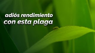 ESTA PLAGA PUEDE CAUSAR PERDIDA DE RENDIMIENTO  AGROTIPS ASPROS® [upl. by Onek209]