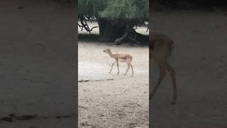 Looking for mother viral blackbuck deer shorts [upl. by Ahsem]