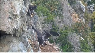 West End Eagles  Koa LOVES The Rock Ledge Siblings Play w Long Stick amp Almost Whack Koa With It 😂 [upl. by Aratas534]