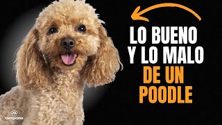 POODLE O CANICHE VENTAJAS Y DESVENTAJAS DE TENER UNO [upl. by Siron]