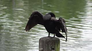 Cormorant drying its wings [upl. by Brigette722]