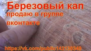 Березовый кап как выпилить из березы продаю в группе вконтакте httpsvkcompublic142130349 [upl. by Vinna566]