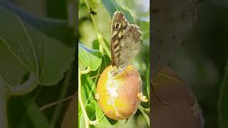 Farfalla maculata mangia giuggiola  Spotted butterfly eats jujube butterfly jujube insects [upl. by Lucilla]