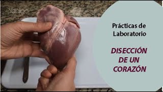 Disección Corazón  Práctica de Laboratorio  Parte 1 de 3  Partes del Corazón  BIOLOGÍA en Vivo [upl. by Urbanus]