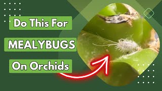 How to deal with Mealybugs on Orchids [upl. by Laehcym243]