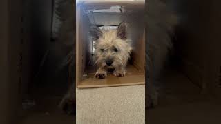 Cairn terriers 3rd birthday  Puppy to present day [upl. by Nageet]