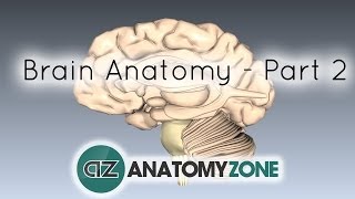 Basic Parts of the Brain  Part 2  3D Anatomy Tutorial [upl. by Arrekahs]