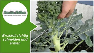 Brokkoli 🥦 richtig schneiden ✂️ und ernten 📥 [upl. by Ellerret511]