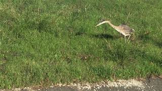 Heron Stotting at Hunters Point Shipyard [upl. by Na468]