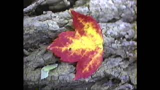 VHS Camcorder Footage 7  100922  Early Autumn  Columbiana Ohio [upl. by Phip910]