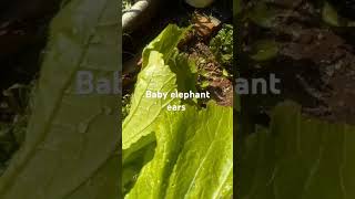 Harvesting Spinach mytakeonhomeandgarden gardening livegreenandloveyourgreens [upl. by Neenad]