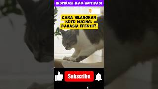 Cara Hilangkan Kutu Kucing Rahasia Efektif 🐱✨ Bebas Kutu Kucing Happy AntiKutu KucingSehat cat [upl. by Aerdnek351]