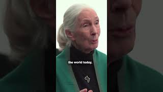 Jane Goodall on What We Can Learn From Chimpanzees [upl. by Anerhs]