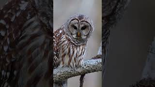 Focused Barred Owl waiting for potential prey BarredOwl Owl [upl. by Aeuhsoj]