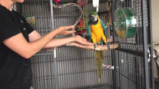 Aggressive Parrots Teaching a macaw to step up Part 1 [upl. by Adall612]