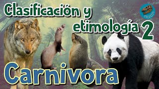 Clasificación y etimología de CARNIVORA parte 2 [upl. by Eadahs]