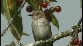 Gobemouche gris  Spotted Flycatcher  Grauschnäpper  Muscicapa striata [upl. by Eendys]