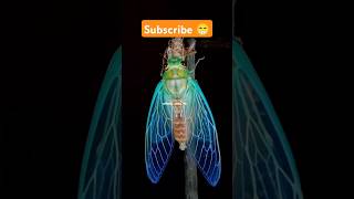 Cicada Insect 🔥 shorts factsinhindi facts factshorts dadajifacts trending cicada insects [upl. by Aneeuqahs]