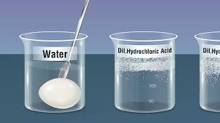 Study the Phenomenon of Osmosis [upl. by Assened357]