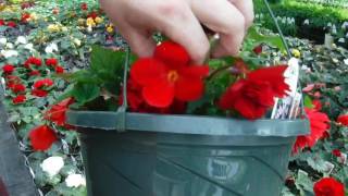 How to grow MASSIVE Begonia Flowers Greenhouse Secret [upl. by Chemosh]