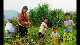 A single mother with 2 children and a neighbors children harvest peanuts to sell at the market [upl. by Croom277]