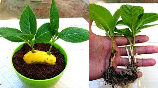 Grow hydrangea cuttings in Banana simple and effective  How to grow Hydrangeas [upl. by Sardella]