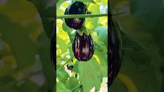 Inside view of brinjal🍆 plant gardening plants garden gardeningtips agriculture plantingplan [upl. by Heath]