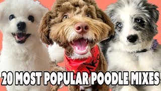 20 Most Popular Poodle Mixes that should not shed if you have allergies [upl. by Ahon]