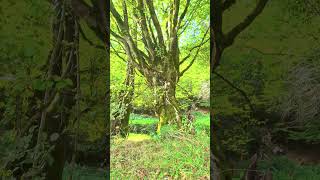 L’Arbre de Vie  Les Secrets Millénaires d’un Géant de la Forêt 🌳🌲 nature histoire environnement [upl. by Phonsa799]