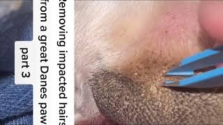 Removing impacted hairs from a great Danes paw Part 3 [upl. by Irma219]