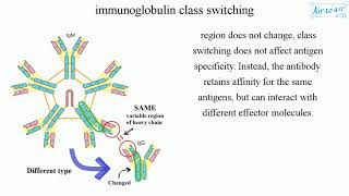 immunoglobulin class switching English  Medical terminology for medical students [upl. by Nahtanaoj]