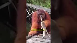 MONYET MAU MENCURI MAKANAN DARI MULUT ORANG UTAN TAPI LIHAT YANG TERJADI monyet orangutan viral [upl. by Chirlin]