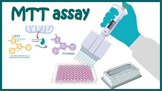 MTT assay  Cell Viability and Cytotoxicity determination using MTT assay [upl. by Gavrilla813]