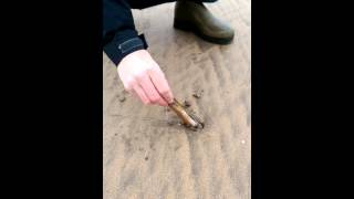 Razor Clam Foraging at Westward Ho Devon [upl. by Bradwell]