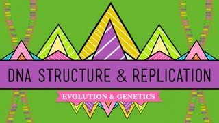 DNA Structure and Replication Crash Course Biology 10 [upl. by Bertold]