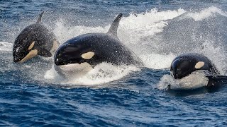 Incredible rare footage shows orcas and sperm whales in a fraught battle  SWNS [upl. by Ydolem668]