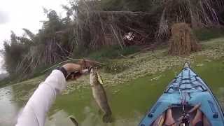 Pesca en Kayak  Captura de Guabina  Venezuela [upl. by Salena]