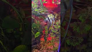 Altum Rio Nay Скалярія Angel fishaquarium fish altum aquascape [upl. by Eserehs753]