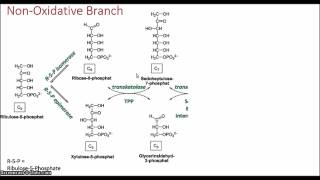 Pentose Phosphate Pathway [upl. by Ojok179]