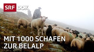 Die Schaftreiber vom Wallis  Kopf und Kragen für 1000 Schafe  Doku  SRF Dok [upl. by Mcdonald844]